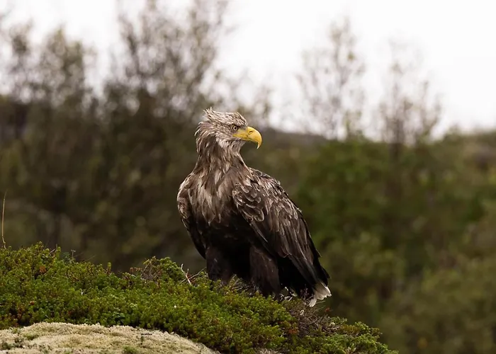 Gulbrakka Basecamp Han/Misafirhane *